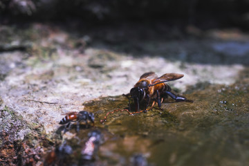 bee