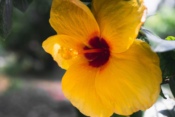 Yellow Hibiscus