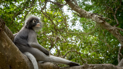 Dusky Monkey sitting in the trees with tail hanging