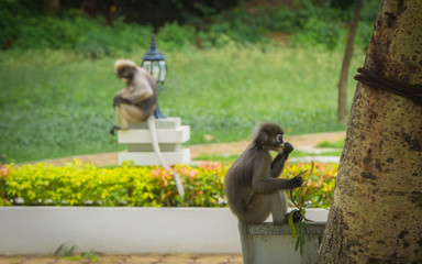 Dusky Monkey sitting on wall and eating