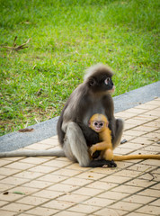 Mother Dusky monkey holding orange baby on sidewalk