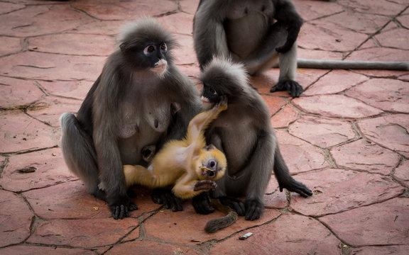 two Dusky monkeys holding a baby orange monkey