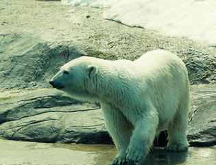 Obraz na płótnie Canvas polar bear in zoo, summer day