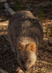 Cute little Quokka closeup looking for food on Rottnest Island, Western Australia. This animal looking like a tiny kangaroo is only found on this island