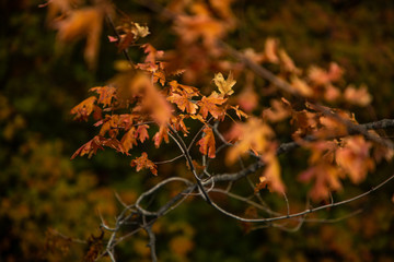 autumn leaves in the forest