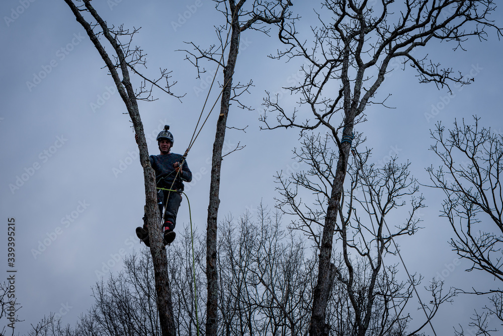 Canvas Prints worker with chainsaw and helmet cutting down tree