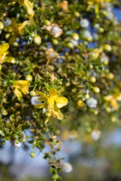 Creosote Bush, Larrea Tridentata, a  staunch contender for paragon of Southern Mojave Desert native plants, blossoms in the fringes of Twentynine Palms.