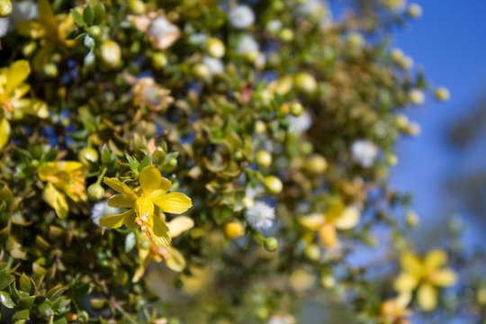Creosote Bush, Larrea Tridentata, a  staunch contender for paragon of Southern Mojave Desert native plants, blossoms in the fringes of Twentynine Palms.