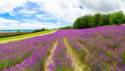 Naklejka na ściany i meble Panoramic lavender flower field and blue sky in Furano, Hokkaido, Japan. Flower garden perspective. Natural Landscape at Tomita farm