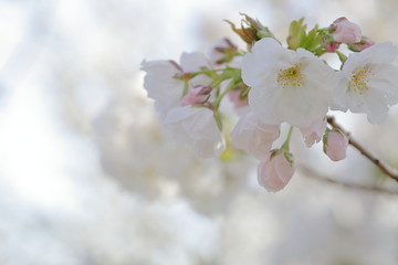 桜（静香桜）