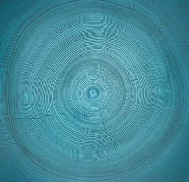 Detailed warm blue teal texture of a felled tree trunk or stump tree rings. 