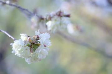 桜（ウコン、鬱金桜）