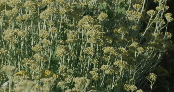 Slowmotion shot of growing a medicinal herbs, Immortelle field near Oklaj in Damatian Zagora, Croatia