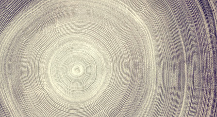 Fototapeta na wymiar Gray and white detail of wood texture. Felled tree trunk or stump. Tight organic tree rings with close up of end grain.