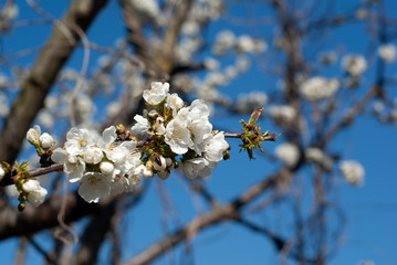 blooming cherry tree