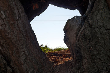 A tree hollow through which the sky is visible
