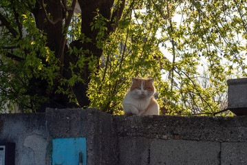 cat on the fence