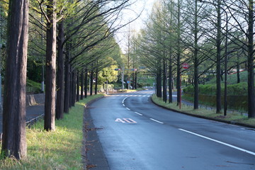 Fototapeta na wymiar Tokyo,Japan-April 14, 2020: Metasequoia glyptostroboides or dawn redwood trees along a street at the suburb of Tokyo in the morning 