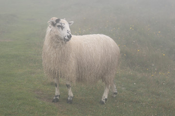 Scottish Blackfaced Sheep in fog in field at Cape St. Mary's Ecological Reserve Newfoundland