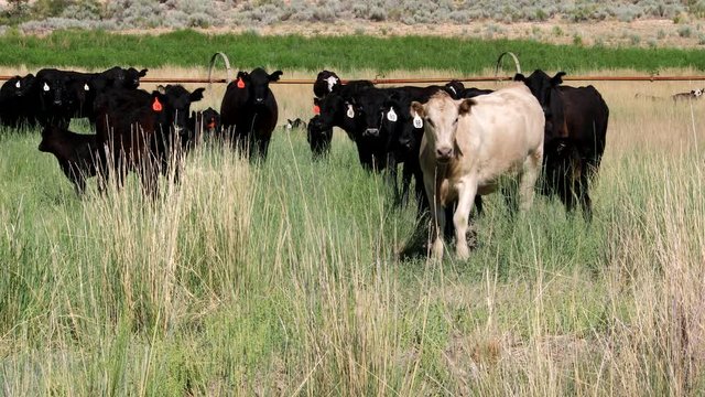 Graz ng cattle walk toward camera to investigate.