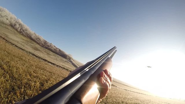 Pheasant flying, targeting and shooting - Shotgun POV on a sunny winter day