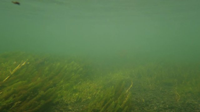 Under water footage of a river seen with kelp and tiny fish swimming.