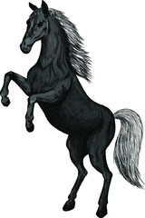 Obraz na płótnie Canvas black horse white mane vector