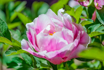 Tree Peony