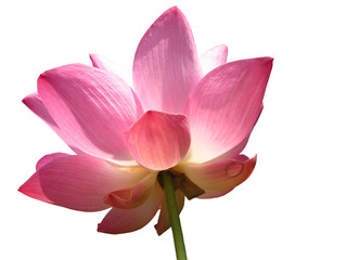 Obraz na płótnie Canvas pink lotus isolated on white background