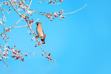 a wild woodland bird a Pipit sits on branches with snow and frozen berries against a blue sky and a place for text