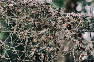 Dry climbing plant or ivy branches on fence