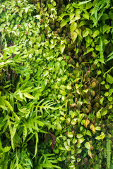 agriculture, art, artificial, backdrop, background, beautiful, branch, bright, closeup, color, decoration, design, detail, eco, ecology, element, environment, flora, foliage, frame, fresh, garden, gra