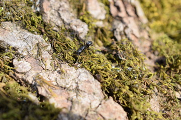 ants on a tree