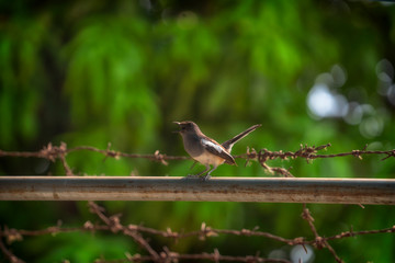 Bird on the vine in a green garden.Oriental magpie robin, Thailand
