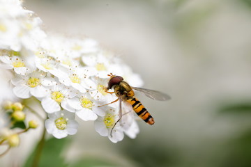 日本のコデマリ