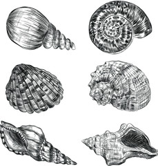 set of seashells sea water clams black and white coloring