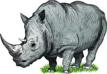 Fototapeta premium grey Rhino animal Safari vector