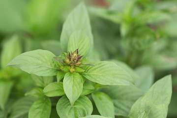 Basil plant in the garden. Close-up view