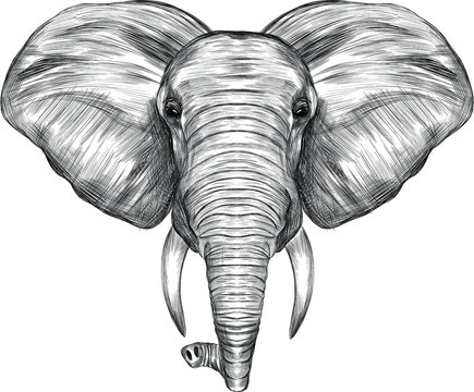 elephant head graphics black and white