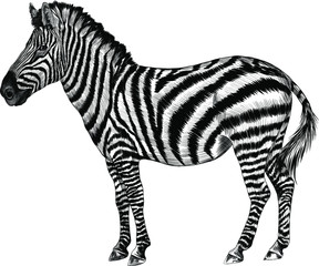 Zebra black and white stands profile