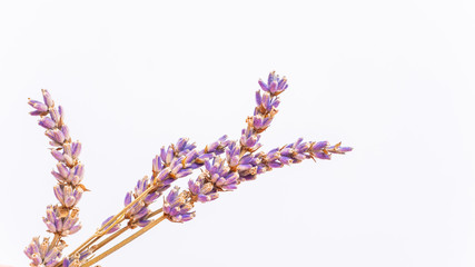 Lavender isolated in white background, flower background texture