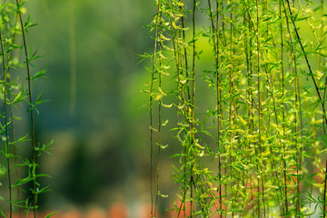 Green willow branches in the background of spring