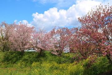 さくら　空　春　風景　杤木