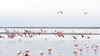 Pink Flamingos flying at Walvis Bay, Namibia.