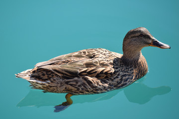 
multicolored
 duck swims in seawater
