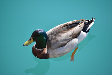 
multicolored
 duck swims in seawater