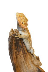 Central bearded dragon on wood isolated on a white background with clipping pathCentral bearded dragon on wood isolated on a white background with clipping path