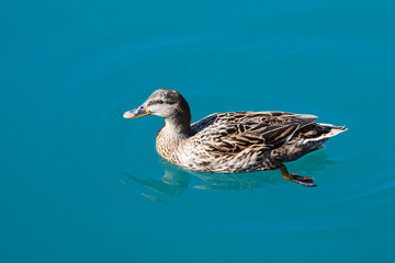 
multicolored
 duck swims in seawater