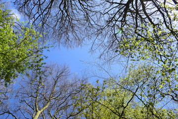 Blue sky view through thee brunches in spring. New green leaves and bold brunches.