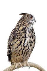 Owl isolated on white background whit clipping path.